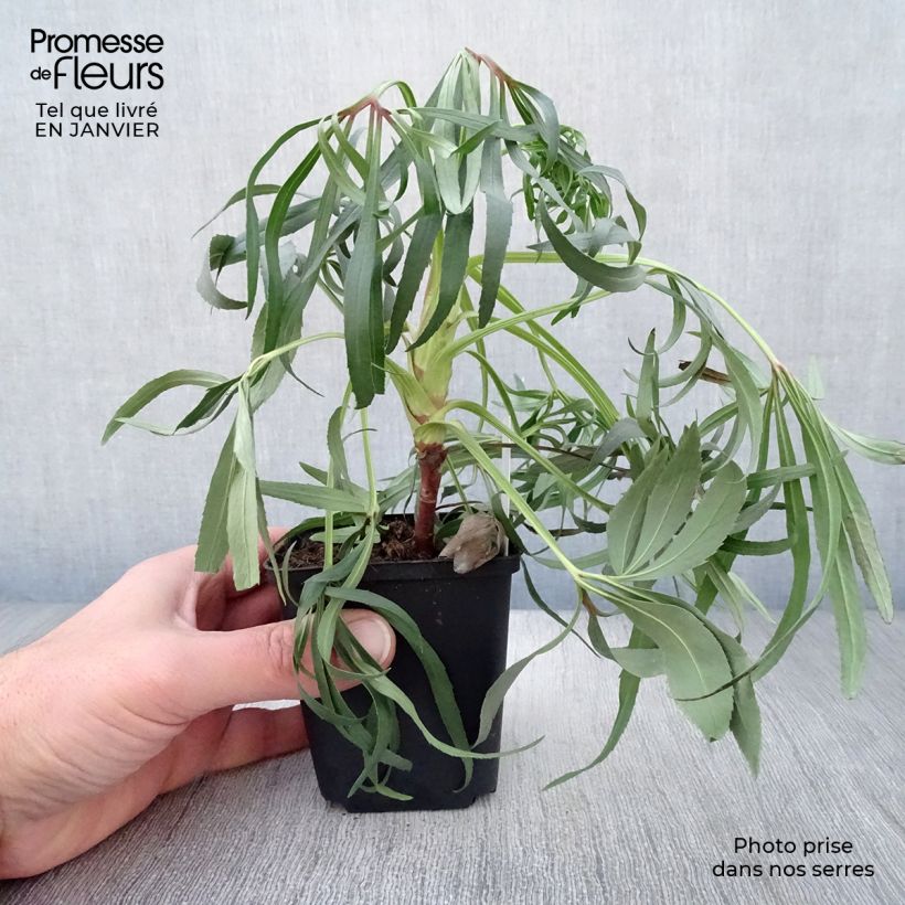 Exemplar von Helleborus foetidus Wester Flisk Group - Stinkende Nieswurz Kleine Töpfe von 8/9 cm wie im Winter geliefert