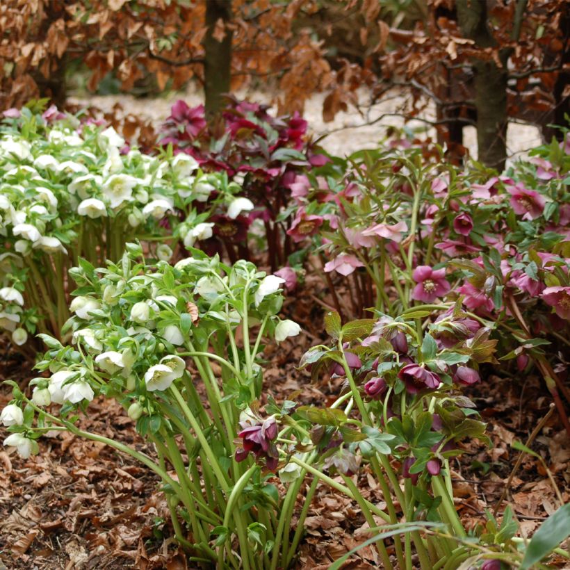 Helleborus hybridus Ballard s Group (Plant habit)