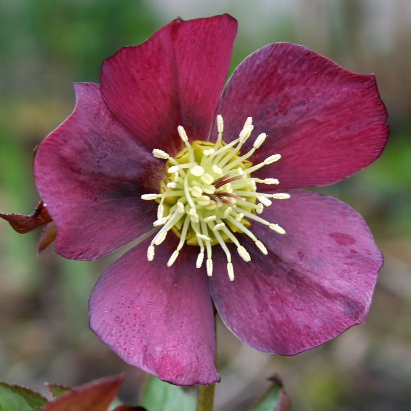 Helleborus orientalis Metallic Blue (Flowering)