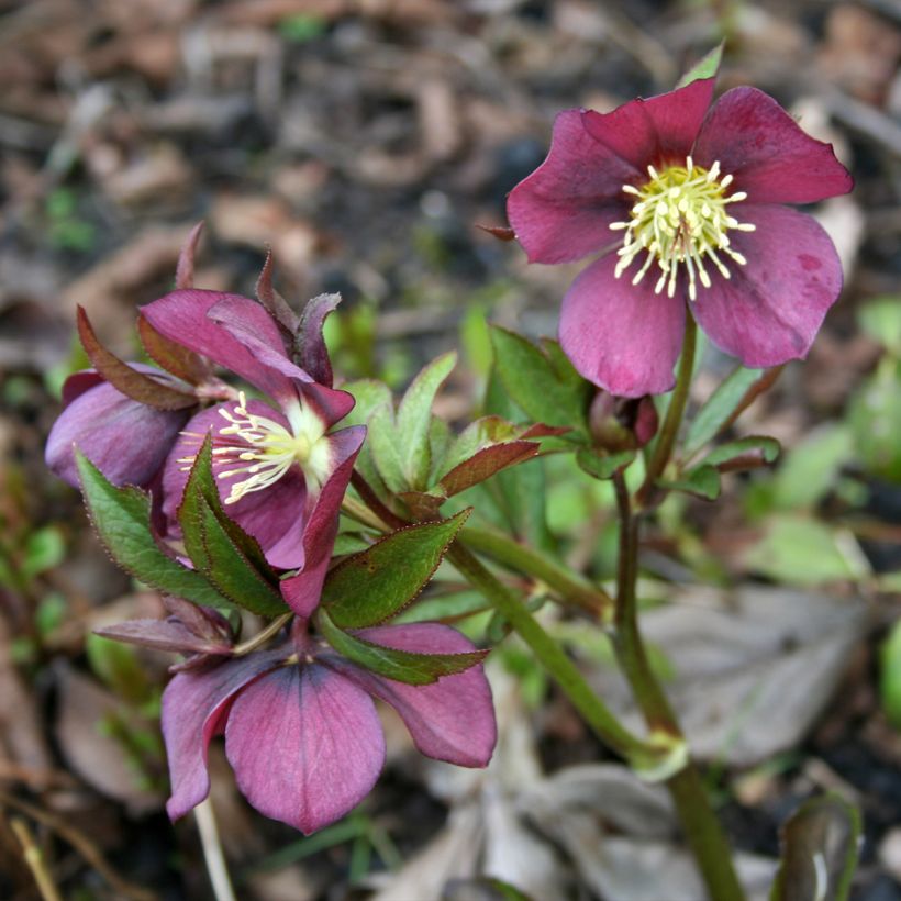 Helleborus orientalis Metallic Blue (Plant habit)
