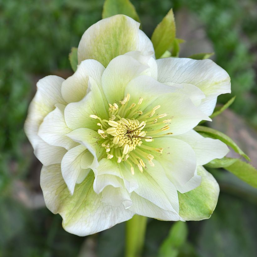 Helleborus orientalis Mrs Betty Ranicar (Flowering)