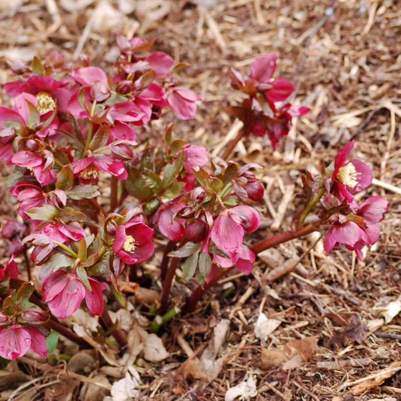 Helleborus orientalis Vesta (Plant habit)
