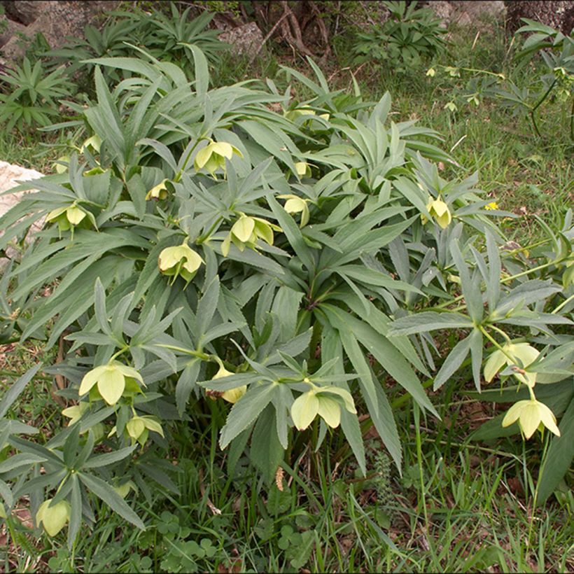 Helleborus multifidus - Geteiltblättrige Nieswurz (Plant habit)