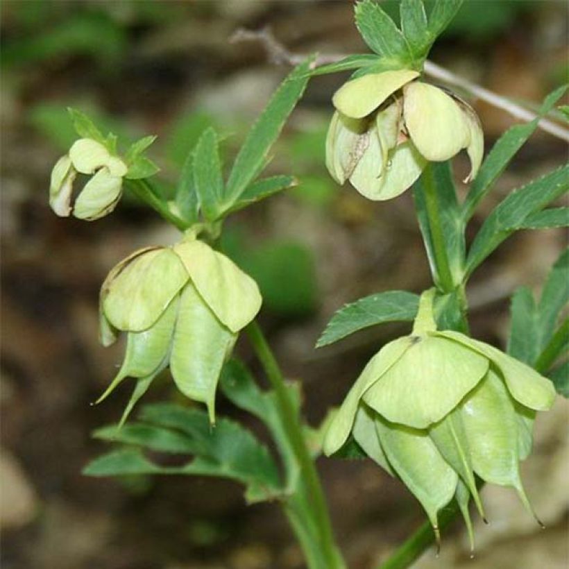 Helleborus multifidus ssp. bocconei (Flowering)