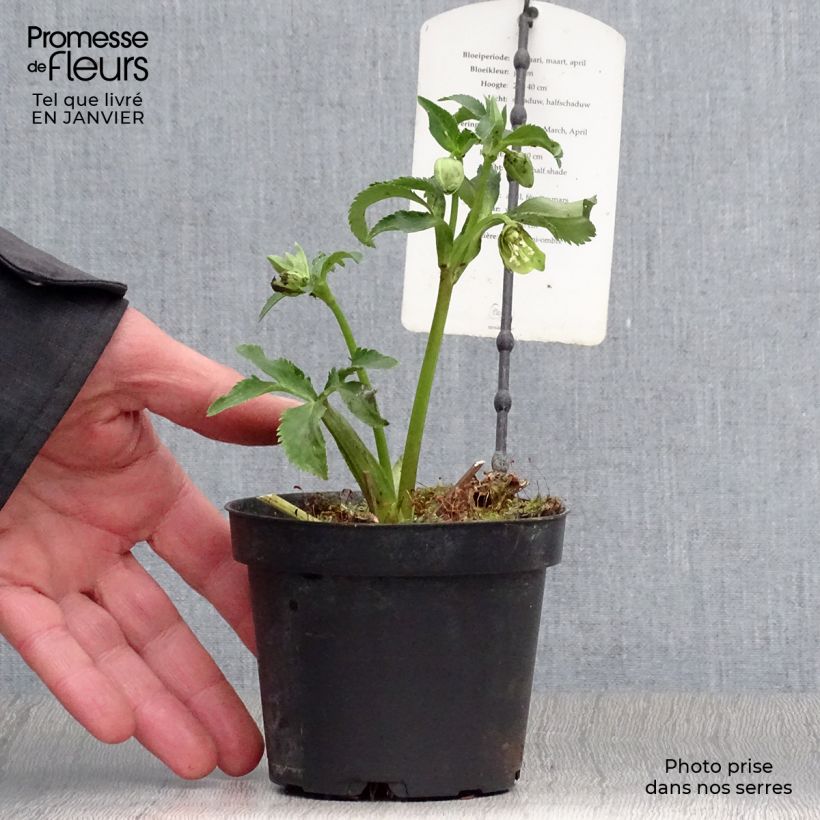 Exemplar von Helleborus multifidus ssp. bocconei Topf mit 1L/1,5L wie im Winter geliefert