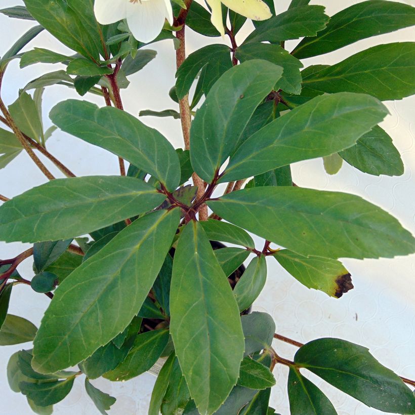 Helleborus niger - Schwarze Nieswurz (Foliage)