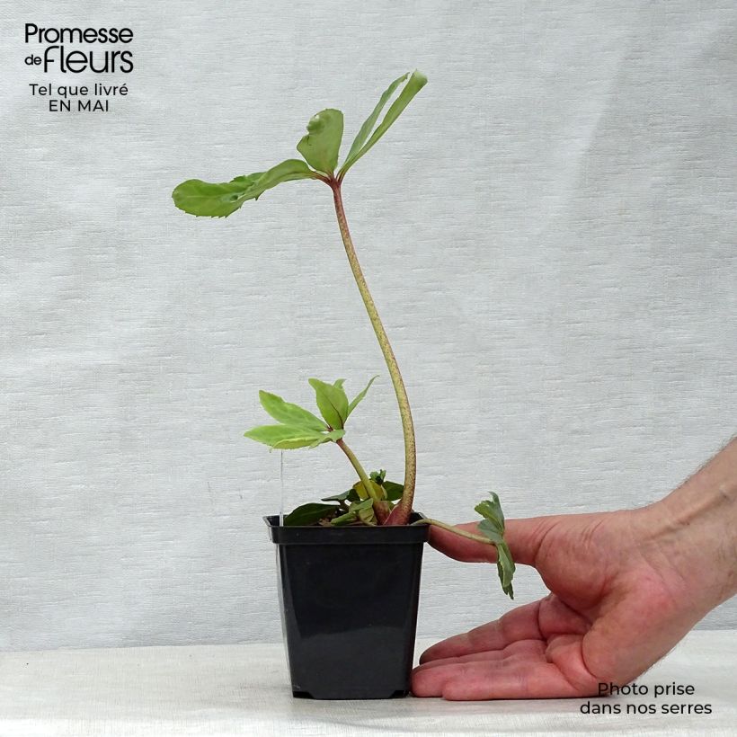 Exemplar von Helleborus niger - Schwarze Nieswurz Kleine Töpfe von 8/9 cm wie im Frühjahr geliefert