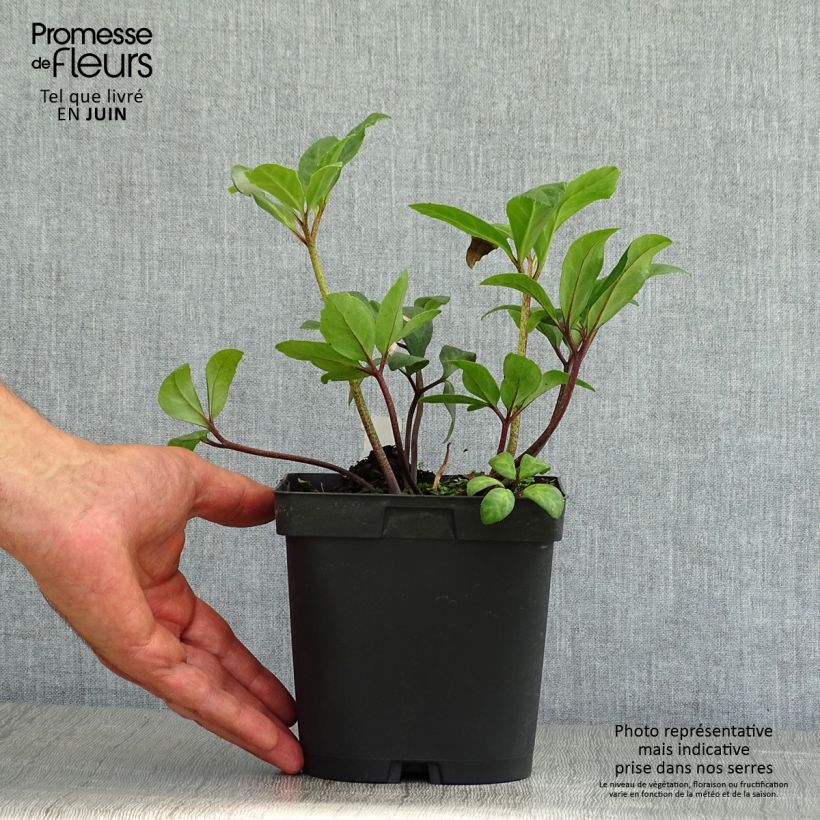 Example of Helleborus niger - Schwarze Nieswurz Topf mit 2L/3L as you get in ete