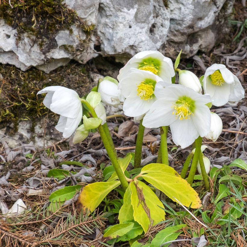 Helleborus niger subsp. macranthus Ssp.macranthus - Schwarze Nieswurz (Plant habit)