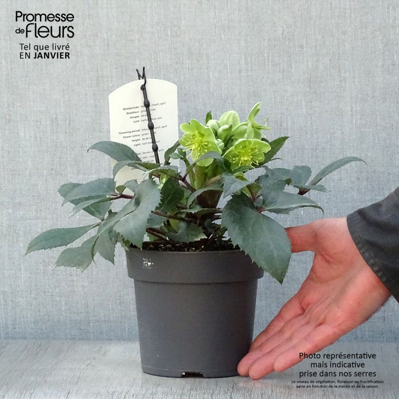 Exemplar von Helleborus sternii Boughton Beauty - Nieswurz-Hybride Topf mit 1L/1,5L wie im Winter geliefert