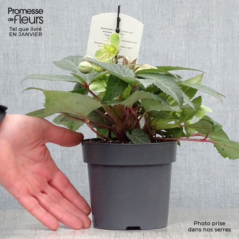 Example of Helleborus sternii Grey Star - Nieswurz-Hybride Kleine Töpfe von 8/9 cm as you get in hiver