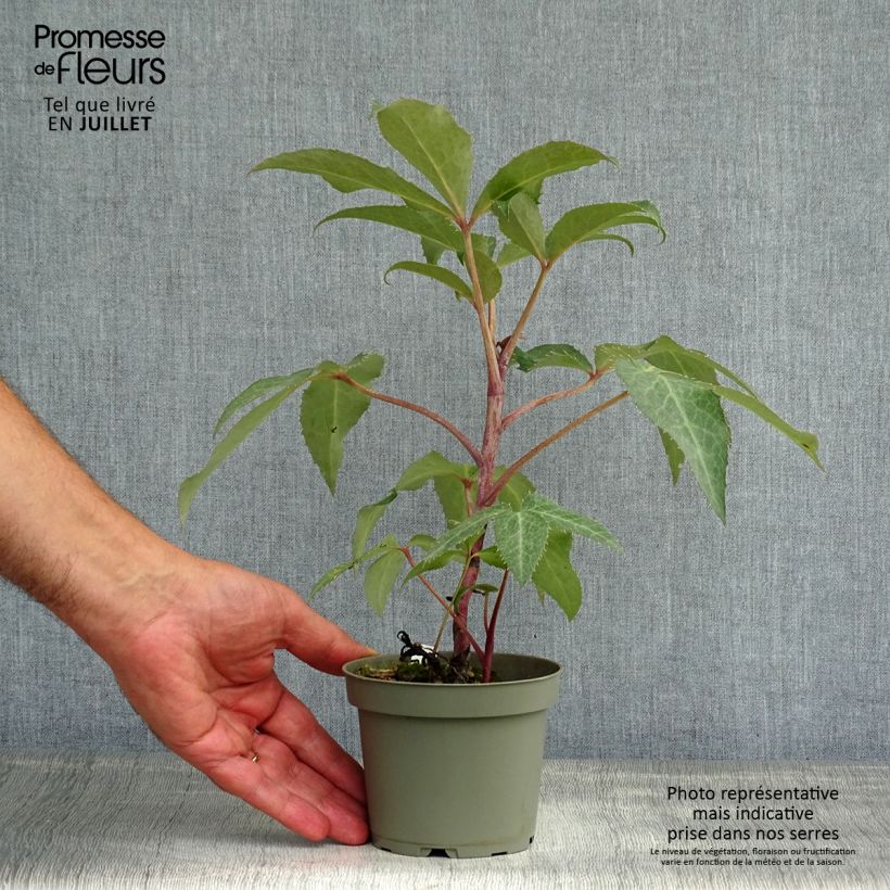 Example of Helleborus sternii - Nieswurz-Hybride Topf 12 cm / 13 cm as you get in ete