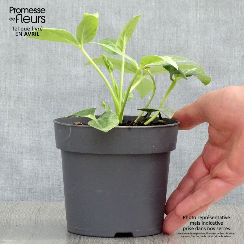 Exemplar von Helleborus sternii - Nieswurz-Hybride Topf 12 cm / 13 cm wie im Frühjahr geliefert