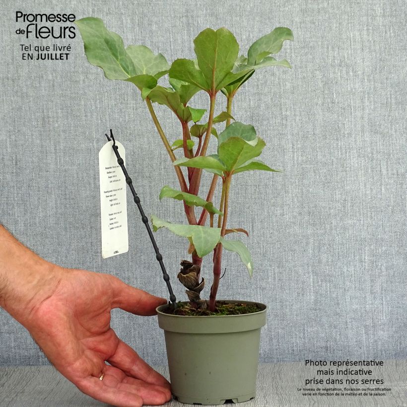 Exemplar von Helleborus sternii Remi - Nieswurz-Hybride Topf mit 1L/1,5L wie im Sommer geliefert