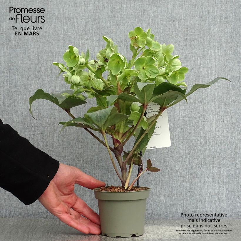 Exemplar von Helleborus sternii Remi - Nieswurz-Hybride Topf mit 1L/1,5L wie im Frühjahr geliefert