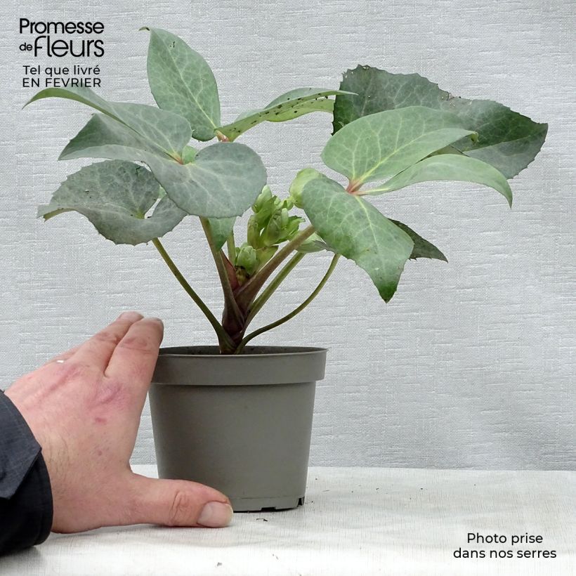 Exemplar von Helleborus sternii Remi - Nieswurz-Hybride Topf mit 1L/1,5L wie im Winter geliefert