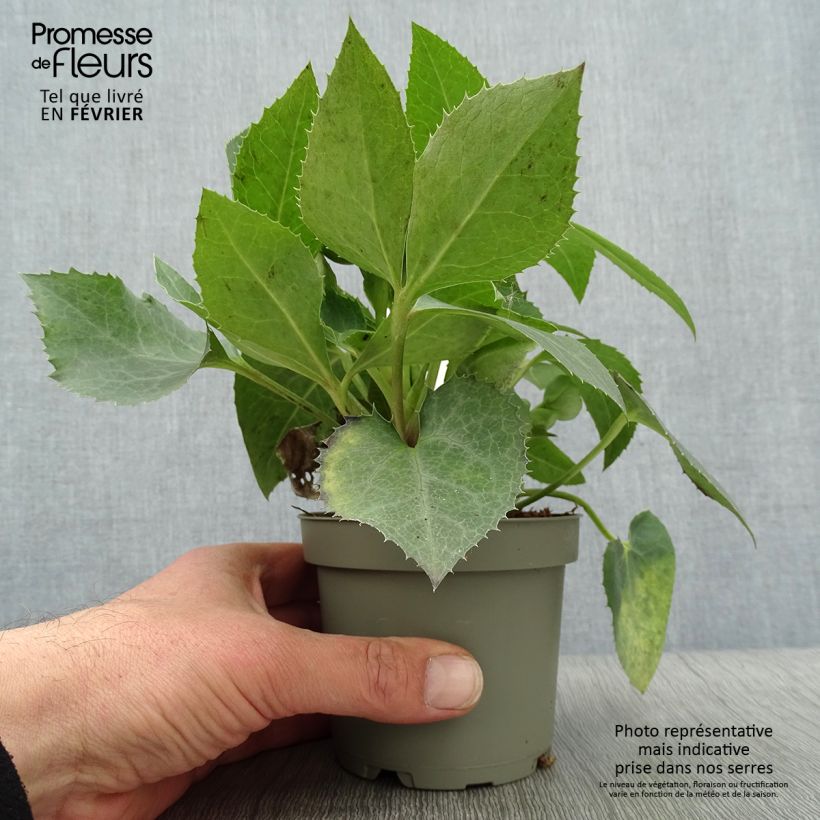 Exemplar von Helleborus sternii Remi - Nieswurz-Hybride Topf 12 cm / 13 cm wie im Winter geliefert