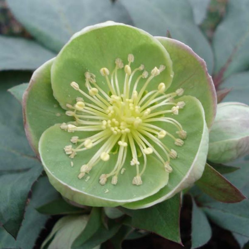 Helleborus sternii Grey Star - Nieswurz-Hybride (Flowering)