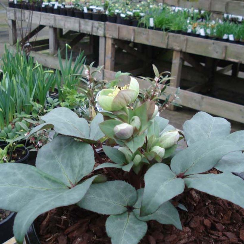 Helleborus sternii Grey Star - Nieswurz-Hybride (Plant habit)