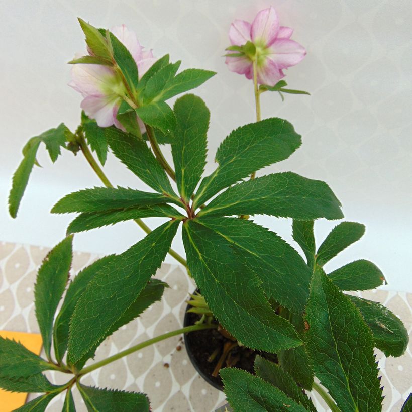 Helleborus torquatus Party Dress Hybriden (Foliage)