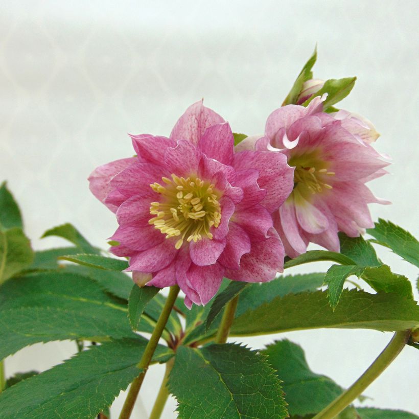 Helleborus torquatus Party Dress Hybriden (Flowering)