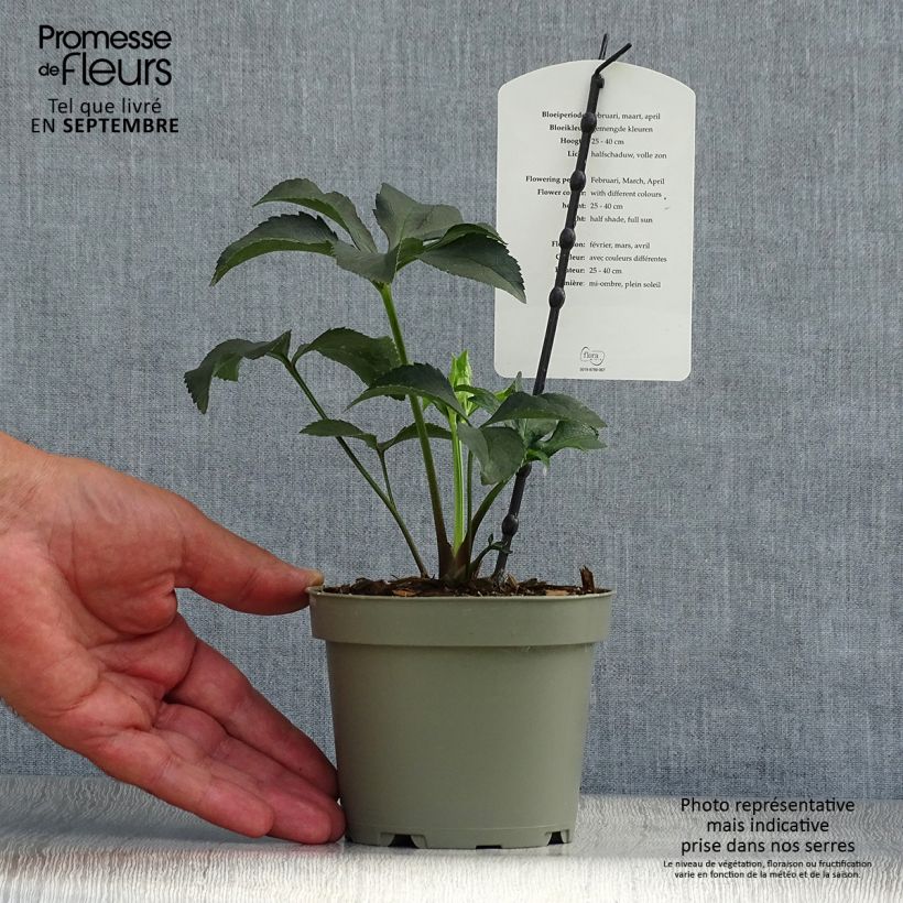 Example of Helleborus torquatus Party Dress Hybriden Topf mit 1L/1,5L as you get in automne