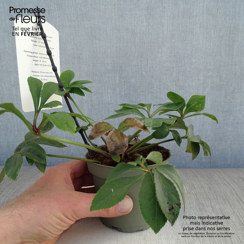 Exemplar von Helleborus torquatus Party Dress Hybriden Topf mit 1L/1,5L wie im Winter geliefert