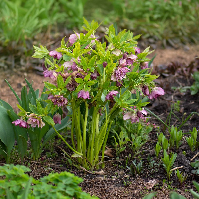 Helleborus torquatus Party Dress Hybriden (Plant habit)