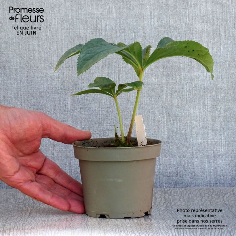Exemplar von Helleborus torquatus Topf 12 cm / 13 cm wie im Sommer geliefert