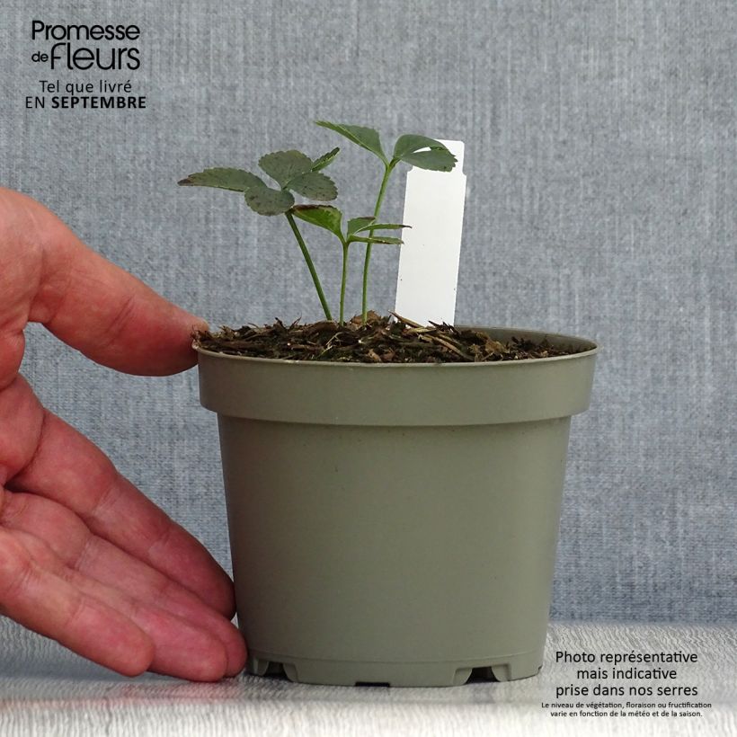 Example of Helleborus torquatus Topf mit 1L/1,5L as you get in automne