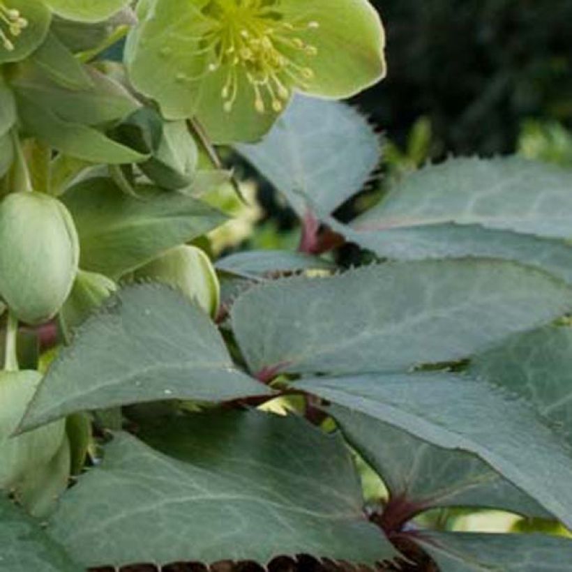 Helleborus sternii - Nieswurz-Hybride (Foliage)