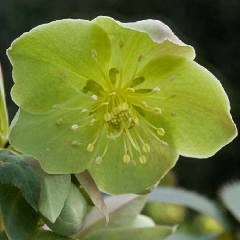Helleborus sternii - Nieswurz-Hybride (Flowering)