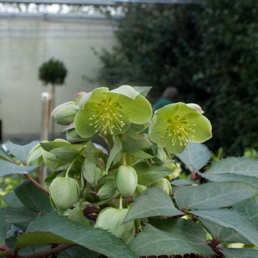Helleborus sternii - Nieswurz-Hybride (Plant habit)