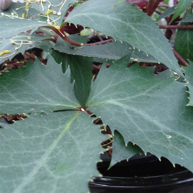 Helleborus sternii Boughton Beauty - Nieswurz-Hybride (Foliage)