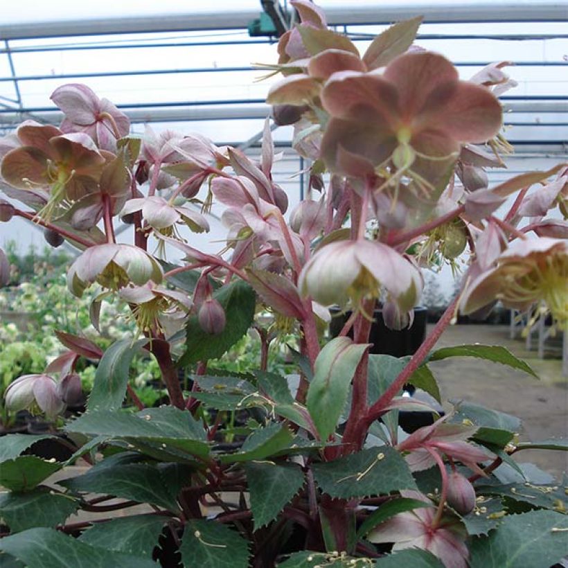 Helleborus sternii Boughton Beauty - Nieswurz-Hybride (Plant habit)