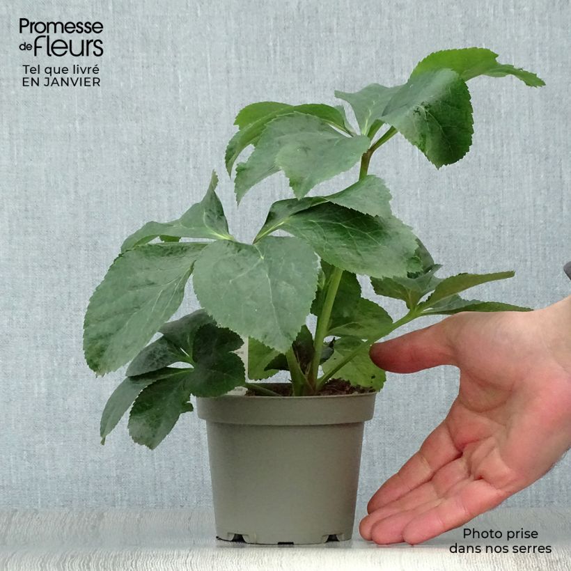 Exemplar von Helleborus orientalis subsp. abchasicus Topf 12 cm / 13 cm wie im Winter geliefert