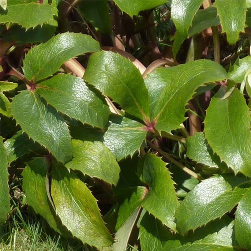 Helleborus argutifolius - Korsische Nieswurz (Foliage)
