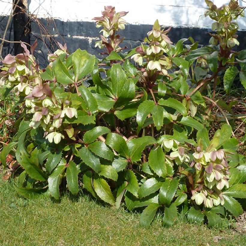 Helleborus argutifolius - Korsische Nieswurz (Plant habit)