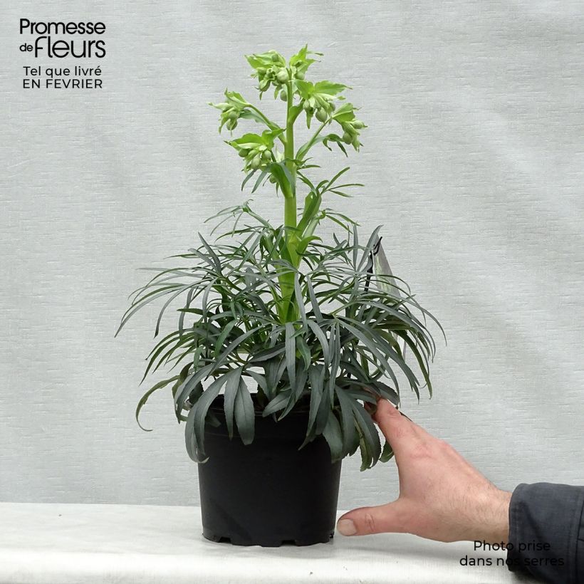 Exemplar von Helleborus foetidus Sopron - Stinkende Nieswurz Topf mit 1L/1,5L wie im Winter geliefert