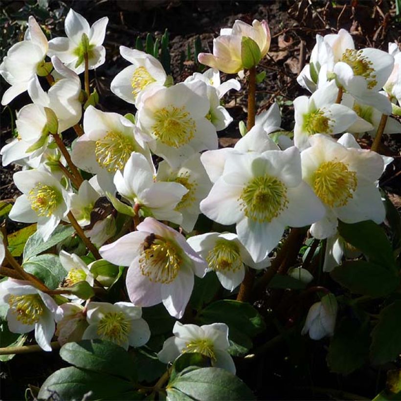 Helleborus niger - Schwarze Nieswurz (Flowering)