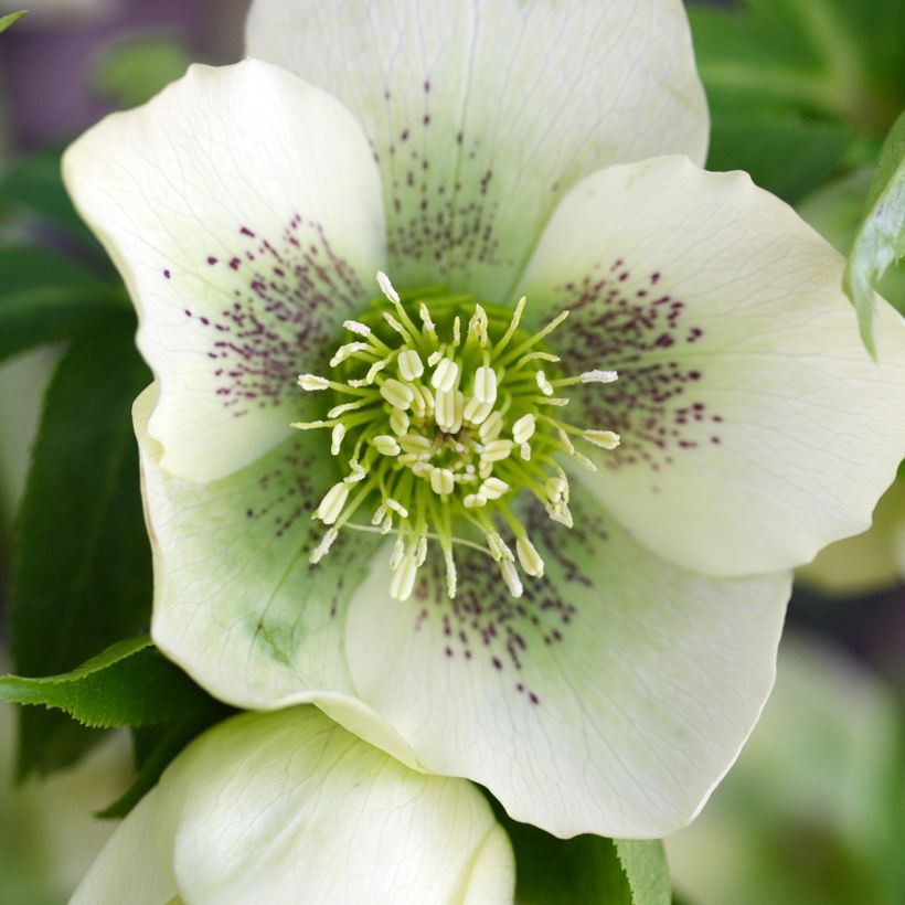 Helleborus orientalis Spoted hybrid (Flowering)