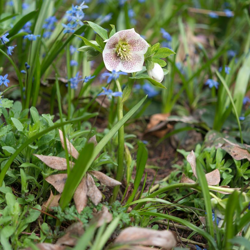 Helleborus orientalis Spoted hybrid (Plant habit)