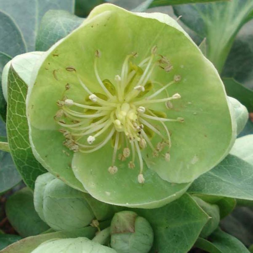 Helleborus sternii Remi - Nieswurz-Hybride (Flowering)