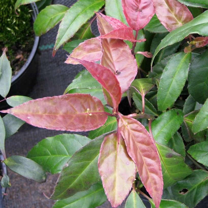 Helwingia chinensis - Chinesischer Helwingie (Foliage)