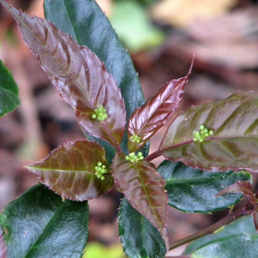 Helwingia chinensis - Chinesischer Helwingie (Flowering)