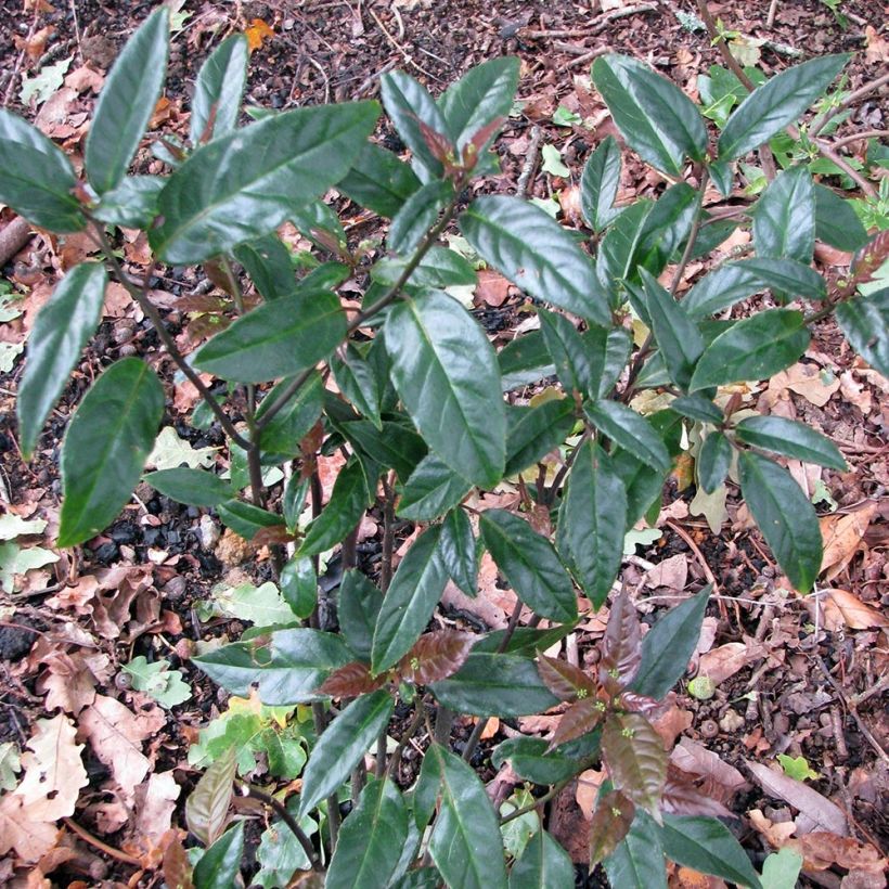 Helwingia chinensis - Chinesischer Helwingie (Plant habit)