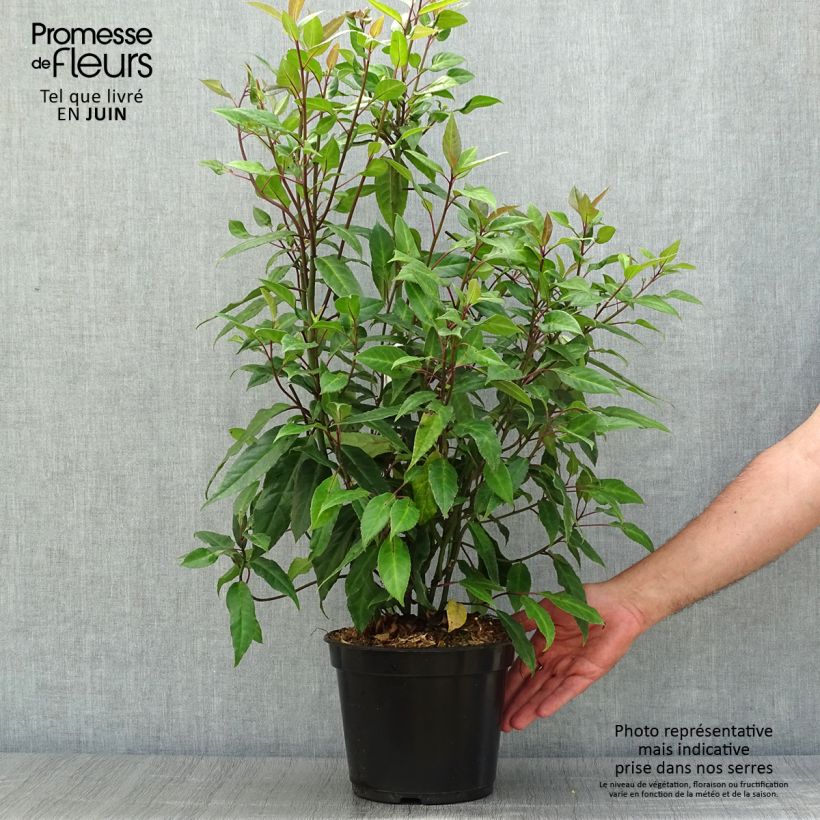 Exemplar von Helwingia chinensis - Chinesischer Helwingie Topf mit 2L/3L wie im Sommer geliefert