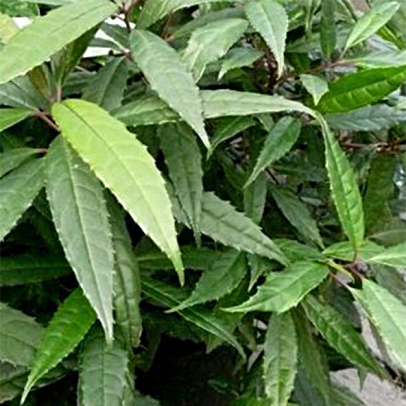 Helwingia chinensis Narrow Leaves - Chinesischer Helwingie (Foliage)