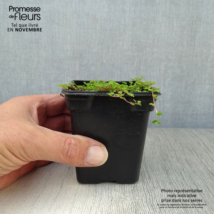 Example of Helxine soleirolii - Soleirolia Kleine Töpfe von 7/8 cm as you get in automne