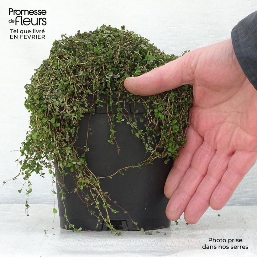Example of Helxine soleirolii - Soleirolia Topf mit 2L/3L as you get in hiver